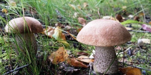 Kako uzgajati vrganje u bašti